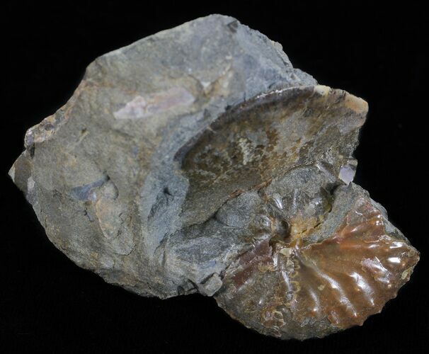 Discoscaphites & Sphenodiscus Ammonites - South Dakota #60238